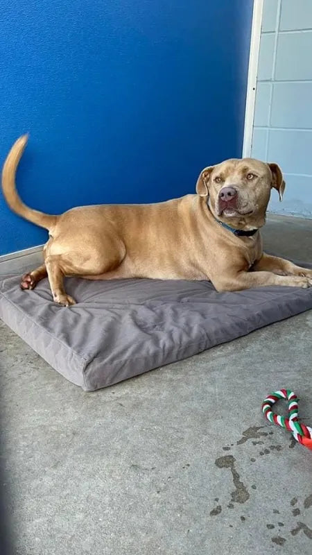 Bodyline Donates Pet Beds to Jacksonville Animal Shelter